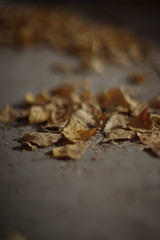 Dry golden birch leaves lie on a tiled stone surface with sunlight