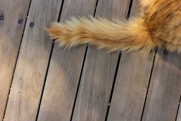 Foto op Canvas red wool cat tail top view on wooden deck floor simple background with empty space for copy or text, wallpaper pattern picture for some animal shelter with empty space for copy or text © Артём Князь
