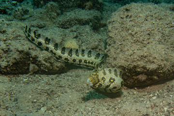 Tiger Snake Eel in the Red Sea Colorful and beautiful, Eilat Israel