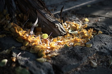 Dry golden birch leaves lie near the grape trunk with sunlight