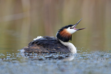 rufender Haubentaucher (Podiceps cristatus) am Prespa-See, Griechenland - Great crested grebe