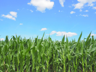 Fototapeta premium Champ de maïs