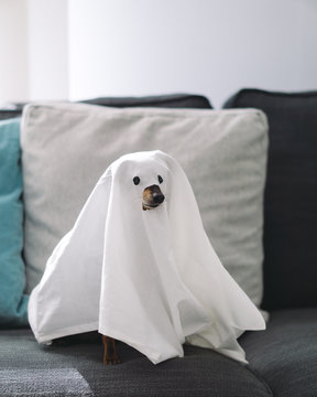 Ghost dog