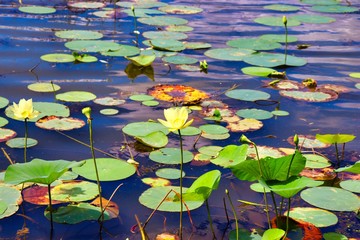 Yellow water lily and lily pads