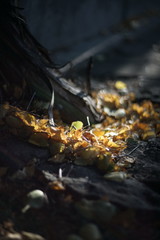 Dry birch leaves lie near the grape trunk with sunlight