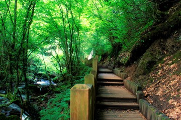wooden bridge in the forest