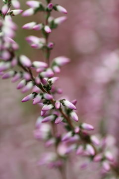 Heather in bloom