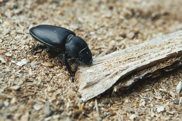 Big black beetle crawling on a wooden stick