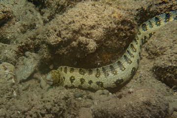 Tiger Snake Eel in the Red Sea Colorful and beautiful, Eilat Israel