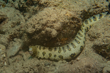 Obraz na płótnie Canvas Tiger Snake Eel in the Red Sea Colorful and beautiful, Eilat Israel