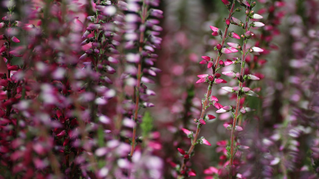 Heather in bloom