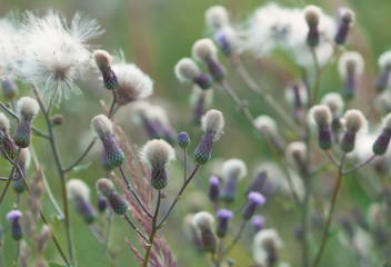 Thistle flower in bloom in summer. Plant background. 