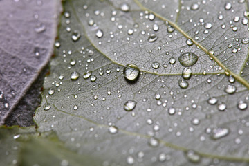 Macro photo of foliage with water drops. Natural layout. Flat lay