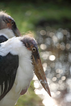 Bald-headed marabou bird