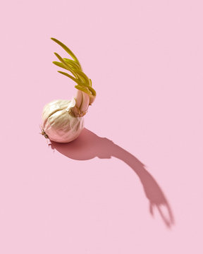 Head sprouted garlic on a pink background with a pattern of shadows and copy space. Top view