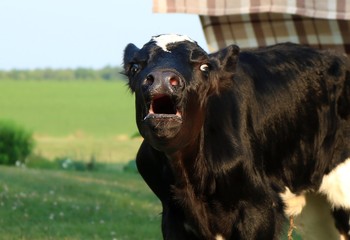 Fototapeta premium Very hungry young Holstein calf standing outside on the lawn in front of bed sheets drying on the clothes line