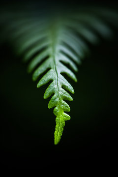 Close-up of a frond of bracken
