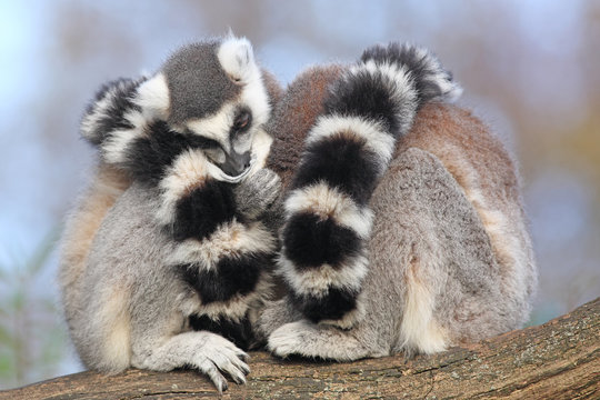 Cuddly lemurs