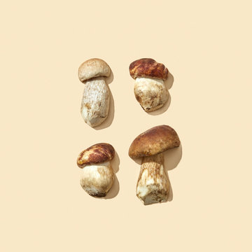 A collection of freshly picked forest mushrooms on a beige background with shadows and copy space. Flat lay