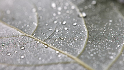 Transparent drops of water on a leaf with streaks. Macro photo of natural background. Flat lay