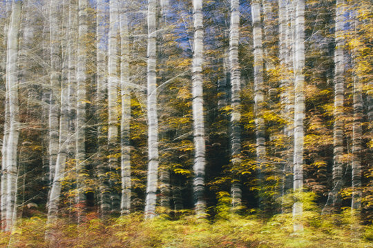 Abstract of aspen grove and leaves in autumn