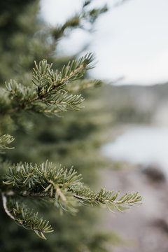 Fototapeta Pine branches near Mountain Lake