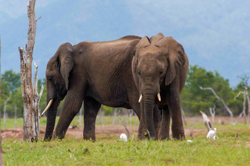 herd of elephants, Lake Kariba, Zimbabwe
