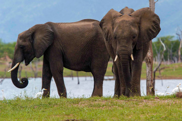 Elephants at Lake Kariba, Zimbabwe