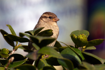 ave en zonas urbanas