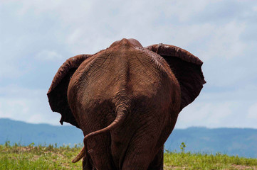 Rear of an elephant, Lake Kariba, Zimbabwe