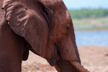 Obraz na płótnie Canvas Elephant at Lake Kariba