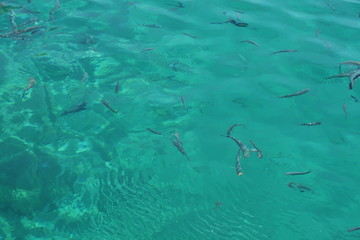 Fische im türkis blauen Wasser - Griechenland