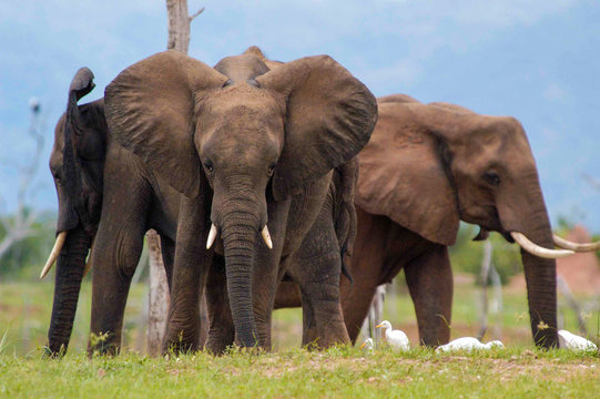 herd of elephants at Lake Kariba, Zimbabwe