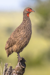 Swainsons Spurfowl on branch side