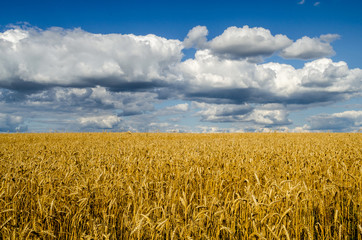 Gold wheat field and blue sky. Golden summer wheat field scene.