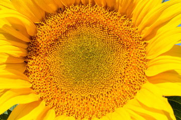 Close-up of a beautiful sunflower in a field, Turkey