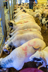 The Sacrifice Feast Eve concept with an adult ram.