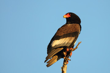 Gaukler / Bateleur / Terathopius ecaudatus