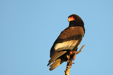 Gaukler / Bateleur / Terathopius ecaudatus