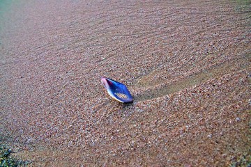 blue shell on the beach