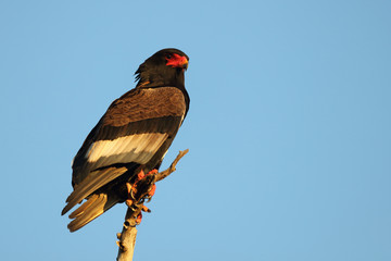 Gaukler / Bateleur / Terathopius ecaudatus