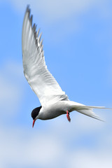 Hovering Arctic Tern