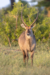 Fototapeta premium Waterbuck looking