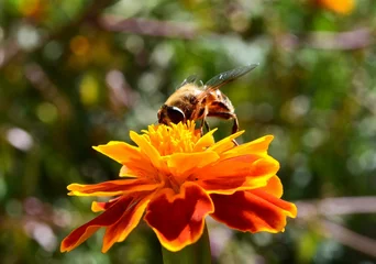 Fotobehang A bee gathers pollen on a flower. © Виктория Криворчук