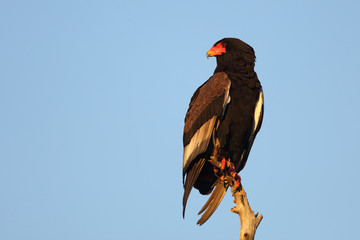 Gaukler / Bateleur / Terathopius ecaudatus