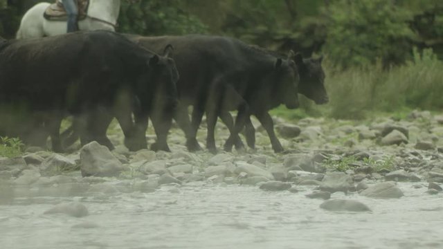 Shepherd on a horse grazes young black gobies of the Aberdeen-Angus breed and drives them across the river during a pasture on a summer day. Slow Motion. RED Dragon 6K S35