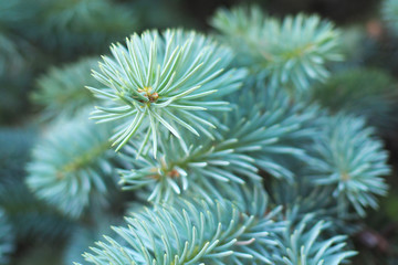 Naklejka na ściany i meble Fluffy green pine branch close-up.