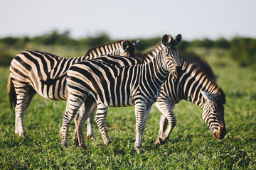 Fototapeta na wymiar Three Common Zebras foraging on savanna