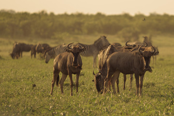 Blue Wildebeest herd
