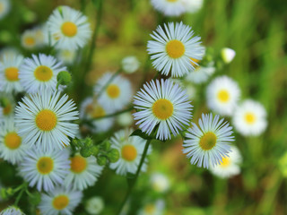 funny daisies bloom in the meadow in summer